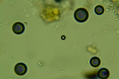 Peniophorella pubera