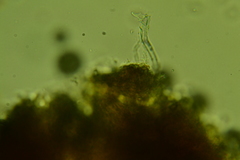 Peniophorella pubera