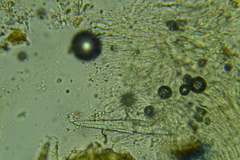 Peniophorella pubera