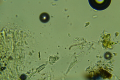 Peniophorella pubera