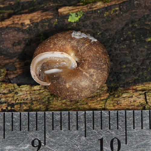Upland Pillsnail