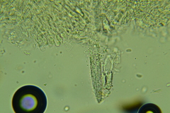 Peniophorella pubera