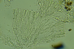 Peniophorella pubera