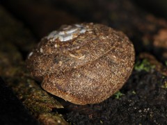 Euchemotrema fraternum