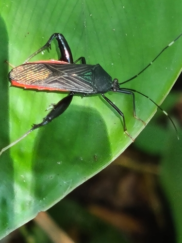 Nematopus indus