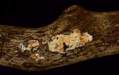 Cylindrobasidium evolvens