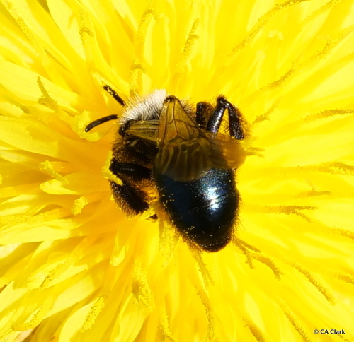 iNaturalist observation photo of Mining Bees