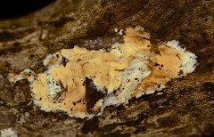 Cylindrobasidium evolvens