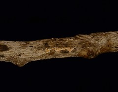 Cylindrobasidium evolvens