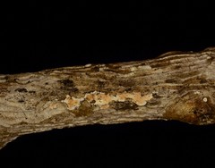 Cylindrobasidium evolvens