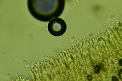 Cylindrobasidium evolvens