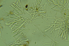 Cylindrobasidium evolvens