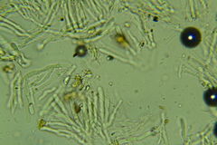 Cylindrobasidium evolvens