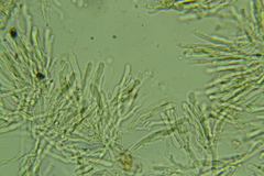 Cylindrobasidium evolvens