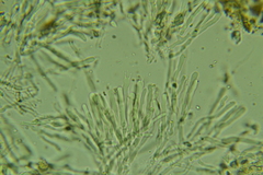 Cylindrobasidium evolvens