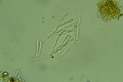 Cylindrobasidium evolvens