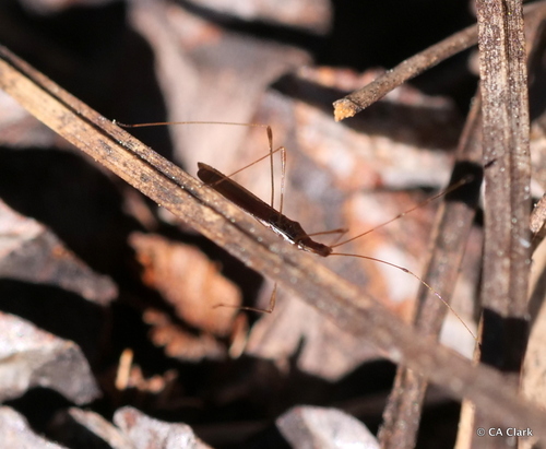 iNaturalist observation photo of Neoneides muticus