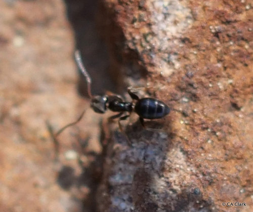 iNaturalist observation photo of Odorous House Ant