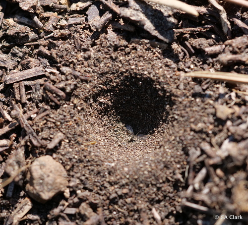 iNaturalist observation photo of Antlions and Owlflies