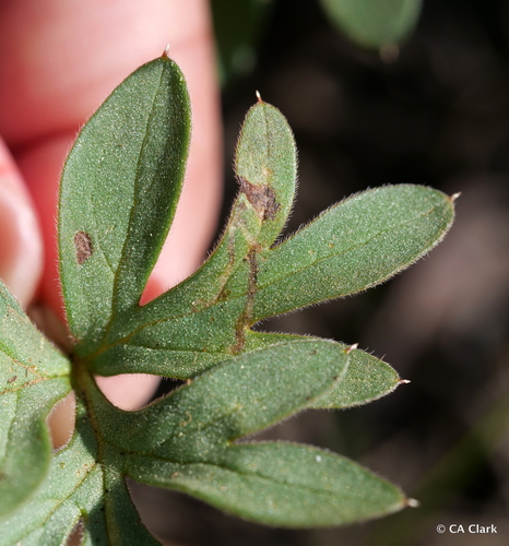 iNaturalist observation photo of Liriomyza leaf-mining flies