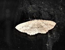 Cyclophora obstataria