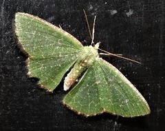 Eucyclodes metaspila