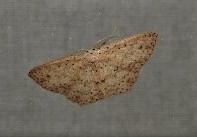 Cyclophora turneri