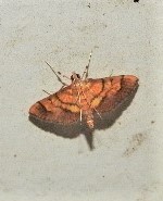 Orphanostigma abruptalis