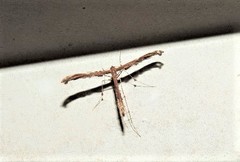 Tetraschalis arachnodes