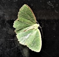 Eucyclodes metaspila