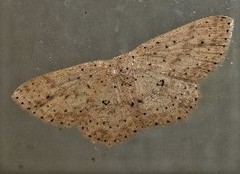Cyclophora turneri