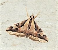 Agrioglypta excelsalis