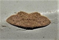 Cyclophora turneri