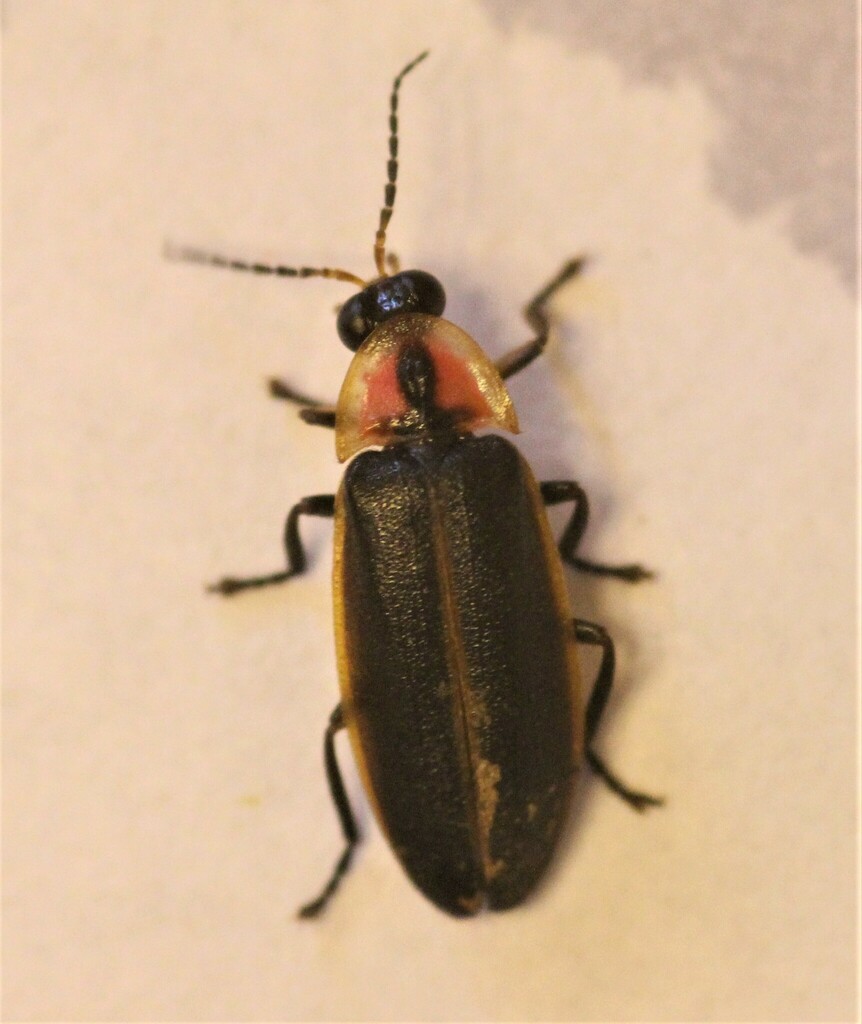 Spring Firefly Southwest spring firefly (Fireflies of the United States - Lampyridae ...