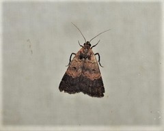 Hydrillodes metisalis