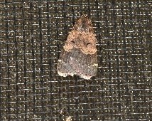 Hydrillodes dimissalis