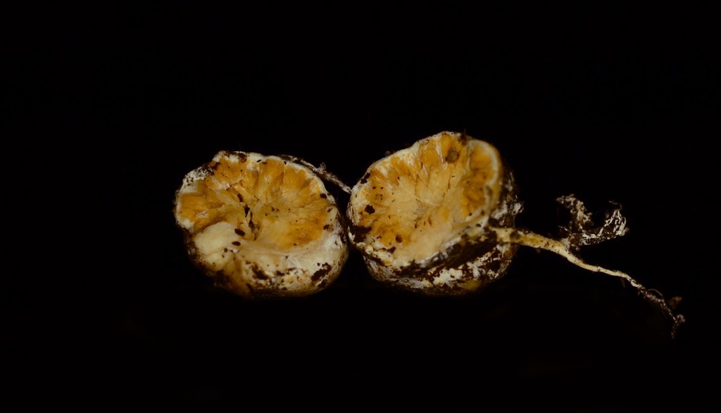 Sclerogaster pacificus