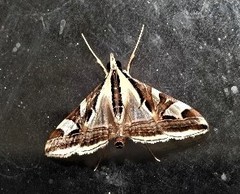 Agrioglypta excelsalis