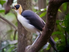 White-Necked Rockfowl photo 3
