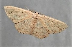 Cyclophora turneri