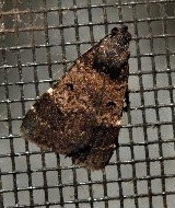 Hydrillodes metisalis