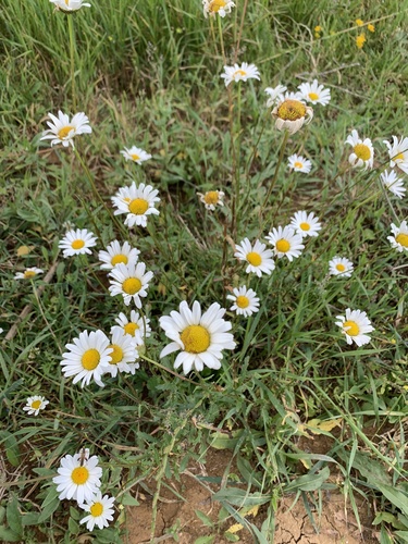 margaréta biela (Leucanthemum vulgare)