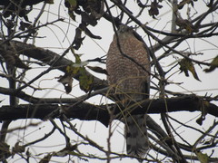 Accipiter cooperii