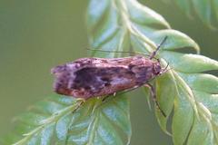 Hierodoris atychioides