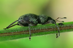 Metapocyrtus adspersus