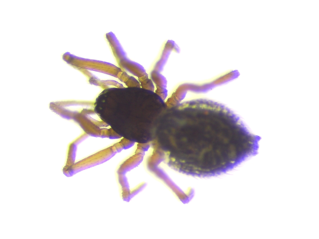 Erigonoplus justus