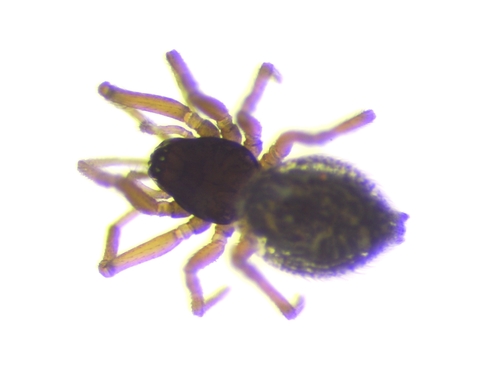 Erigonoplus justus