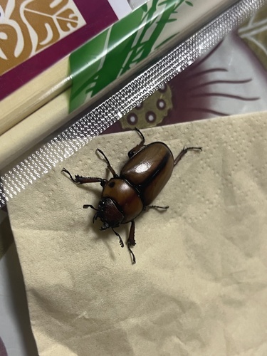 Prosopocoilus astacoides blanchardi