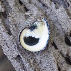 Nerita planospira