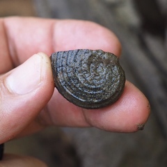 Nerita planospira
